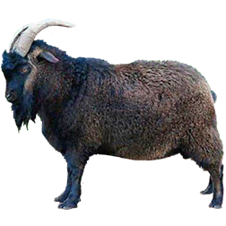 Altai Mountain Goat
